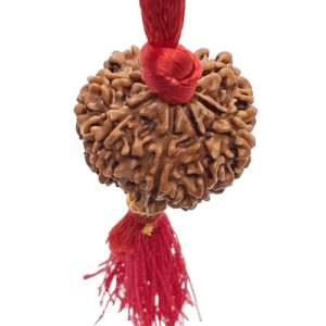 8/ Eight Mukhi Rudraksha Lab Certified